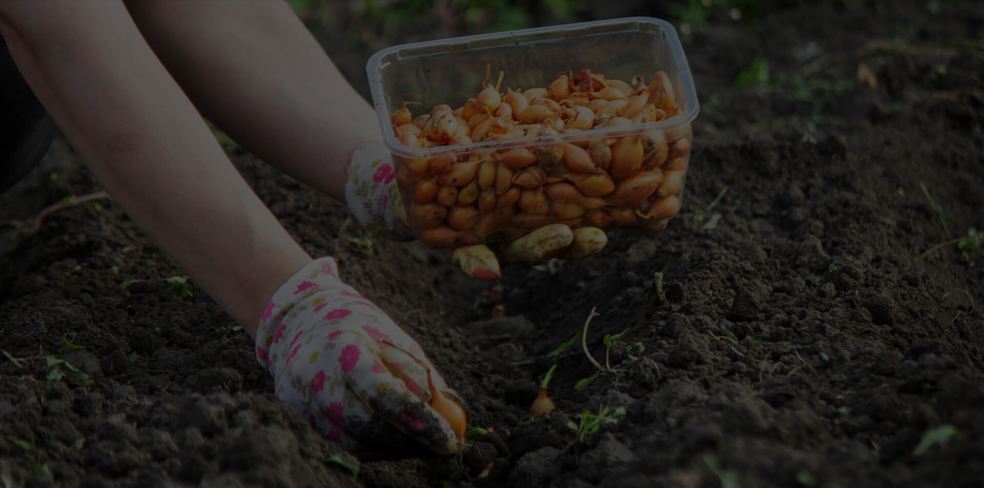 shutterstock_2314106819